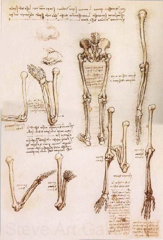 LEONARDO da Vinci Anatomical studies of the basin of the Steibeins and the lower Gliedmaben of a woman and study of the rotation of the arms